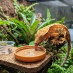 Crested Gecko Food